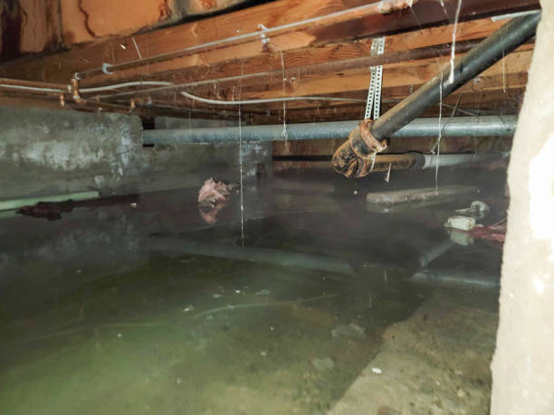 Best Local water damage restoration  in Ocala Estates, FL
