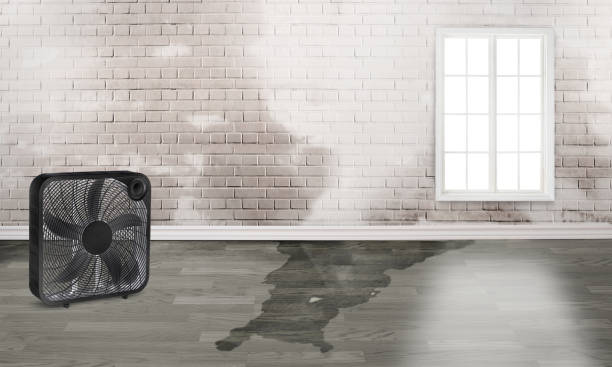 Best Water damage restoration experts  in Ocala Estates, FL